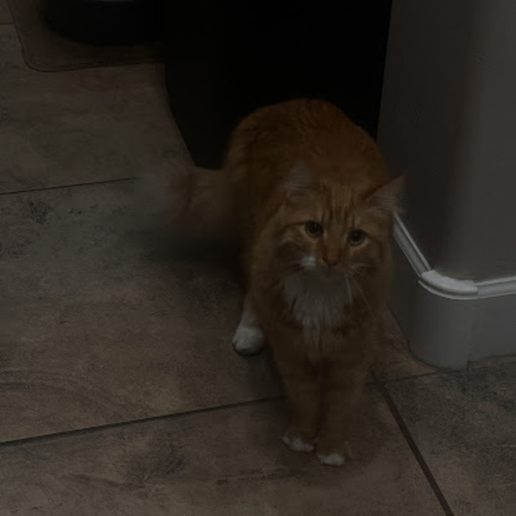 Meet your Posher, Grace - Picture 1 of 1